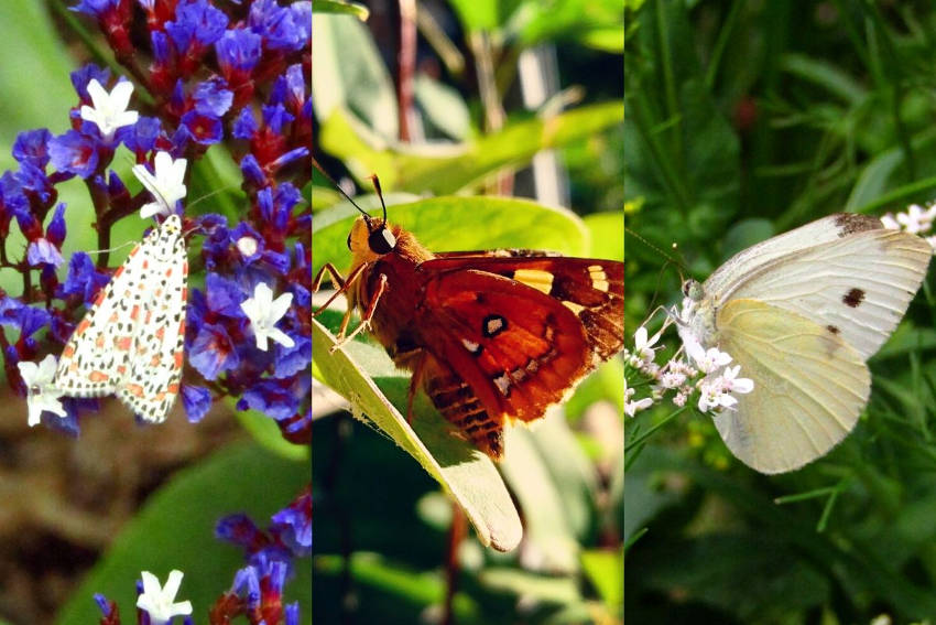 Heliotrope moth, skipper, cabbage moth